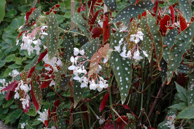 B. maculata var. wightii
